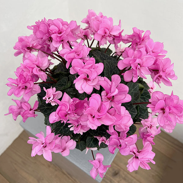 シクラメン（八重咲き）：ウインク ピンクハート（立ち系）5号鉢植え【現品販売】