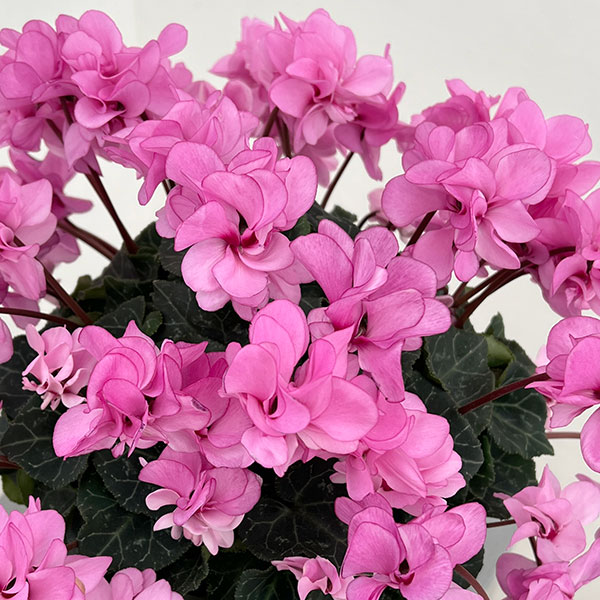 シクラメン（八重咲き）：ウインク ピンクハート（立ち系）5号鉢植え【現品販売】