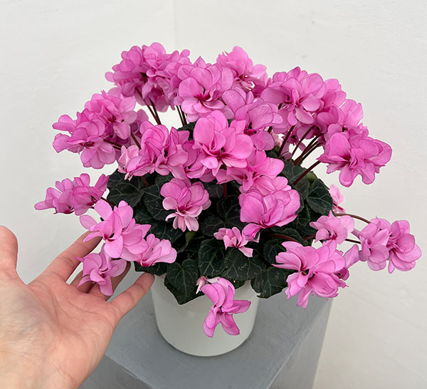 シクラメン（八重咲き）：ウインク ピンクハート（立ち系）5号鉢植え【現品販売】