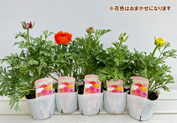 ラナンキュラス:スプリンクル花色アソート3.5号ポット