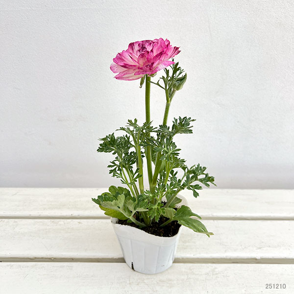 ラナンキュラス:スプリンクル花色アソート3.5号ポット