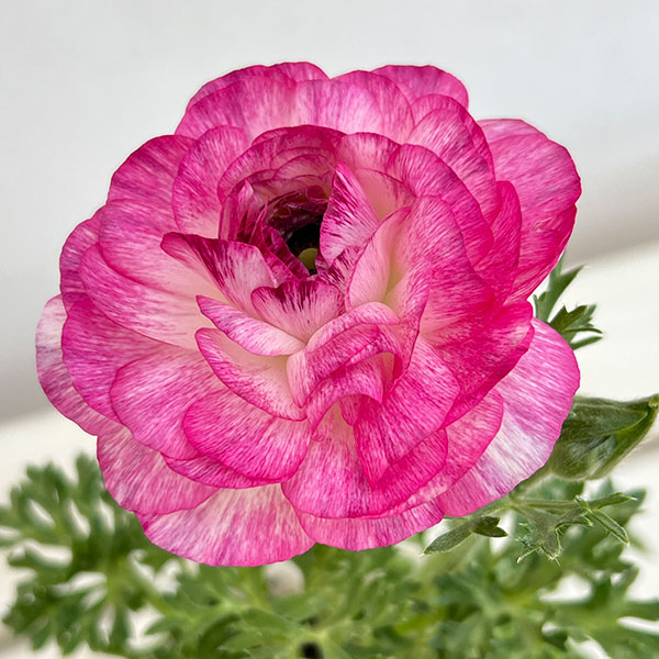 ラナンキュラス:スプリンクル花色アソート3.5号ポット