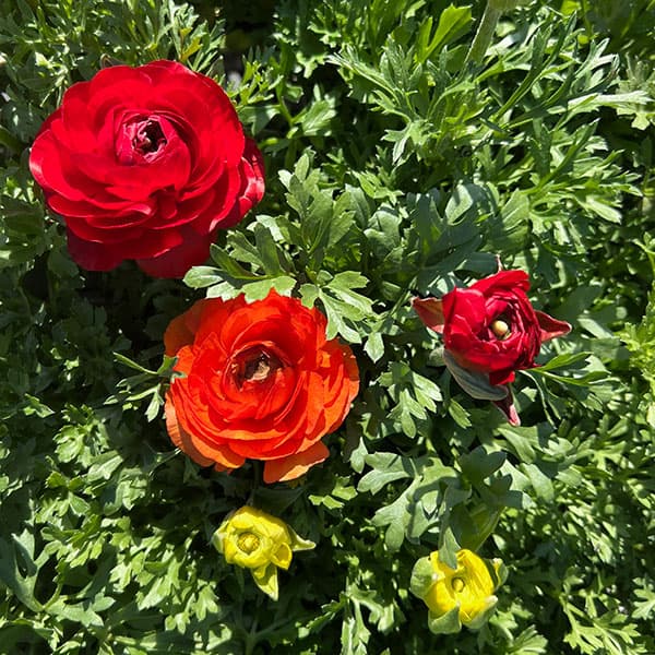 ラナンキュラス:スプリンクル花色アソート3.5号ポット