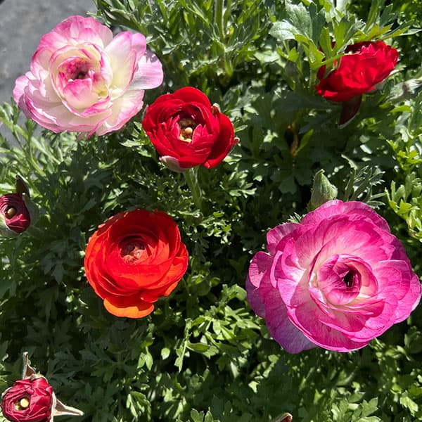 ラナンキュラス:スプリンクル花色アソート3.5号ポット