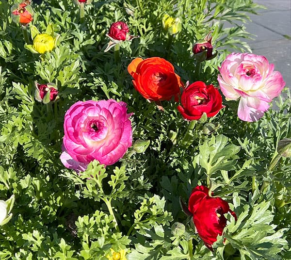 ラナンキュラス:スプリンクル花色アソート3.5号ポット