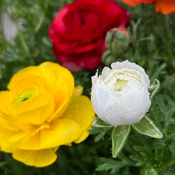 ラナンキュラス：スプリンクル花色アソート3.5号ポット 4株セット