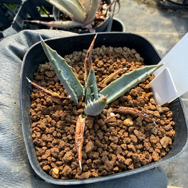 アガベ:ユタエンシス 2.5号鉢植え*