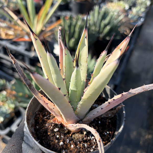 アガベ:リトルペンギン 3.5号*