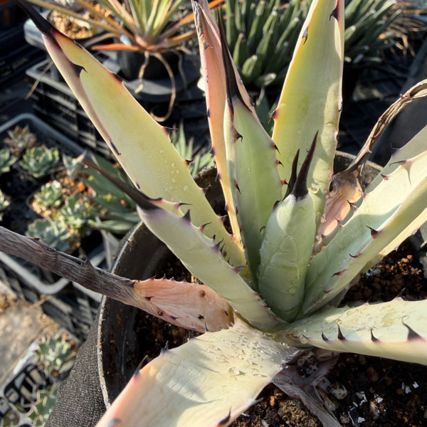 アガベ:リトルペンギン 3.5号*