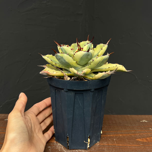 アガベ:スーパークラウン 4号25-02