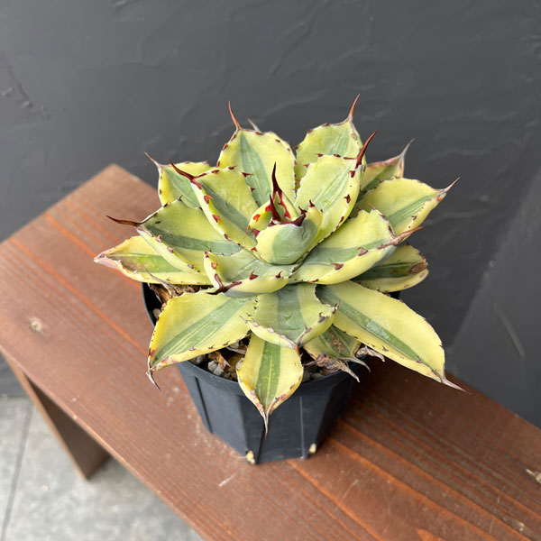 アガベ:スーパークラウン 4号25-02