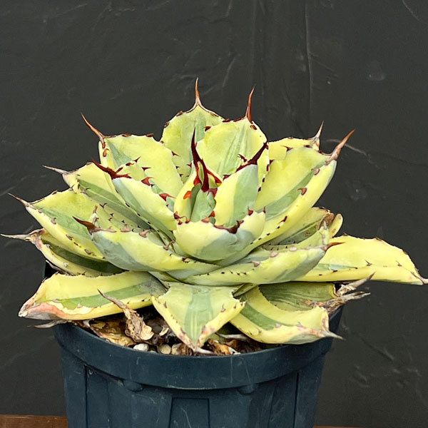 アガベ:スーパークラウン 4号25-02