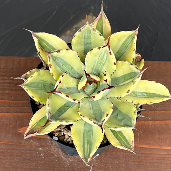 アガベ:スーパークラウン 4号25-02