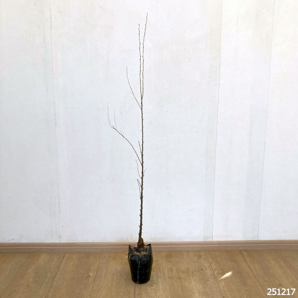 ニワザクラ（庭桜）：桃花八重4.5号ポット