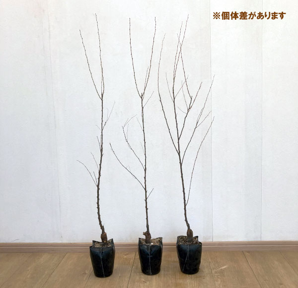 ニワザクラ（庭桜）：桃花八重4.5号ポット