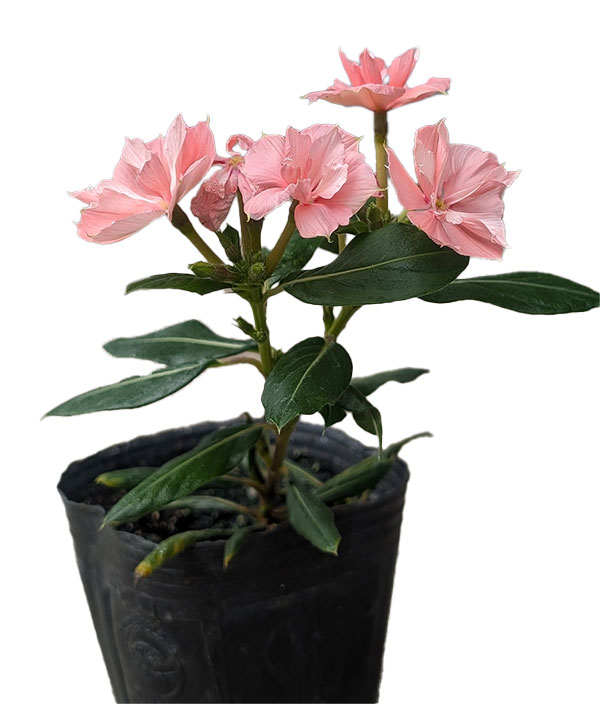 [26年5月中下旬予約]ニチニチソウ：天使のビンカ エンジェルピーチ3.5号ポット