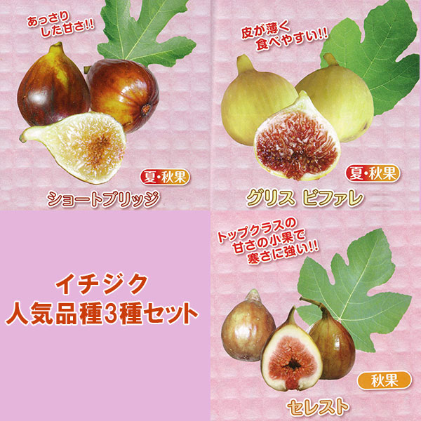 イチジク人気品種の苗木3種セット（ショートブリッジ・グリスビファレ・セレスト）