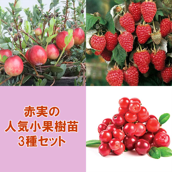 赤実の人気小果樹苗3種セット（クランベリー・リンゴンベリー・ラズベリー ポラナ）