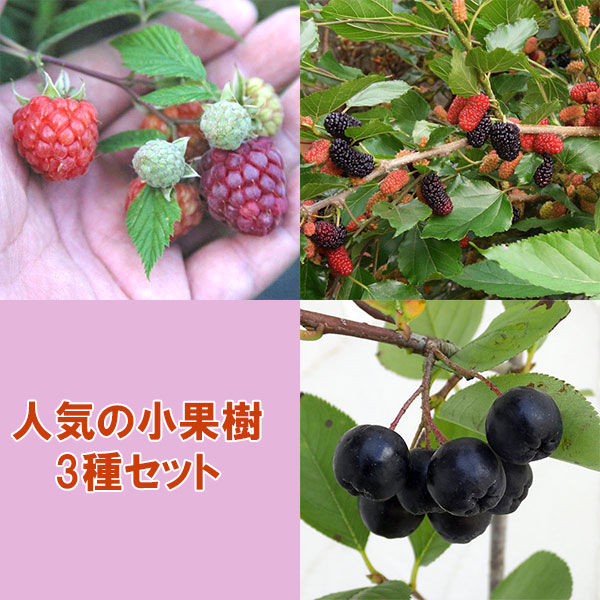 人気の小果樹苗3種セット（ラズベリー グレンモイ・スイートマルベリー・アロニア チョコベリー）