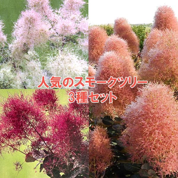 人気のスモークツリー苗木3種セット