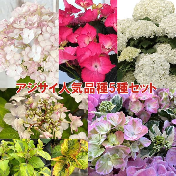 アジサイ人気品種5種セット