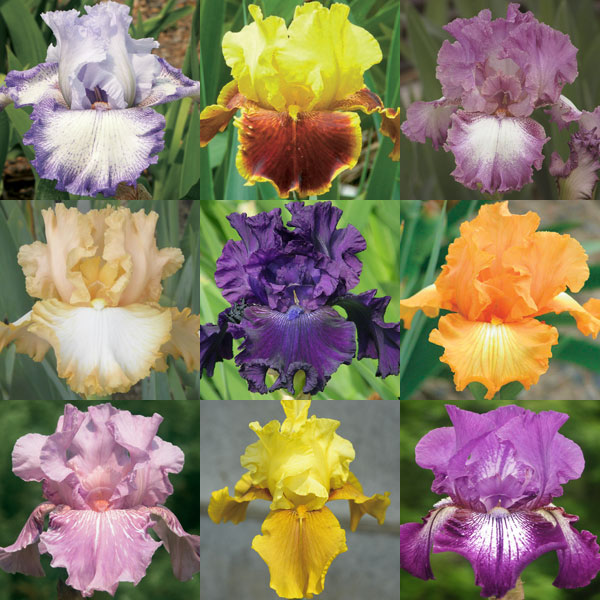 ジャーマンアイリス：カラフル9種セットB