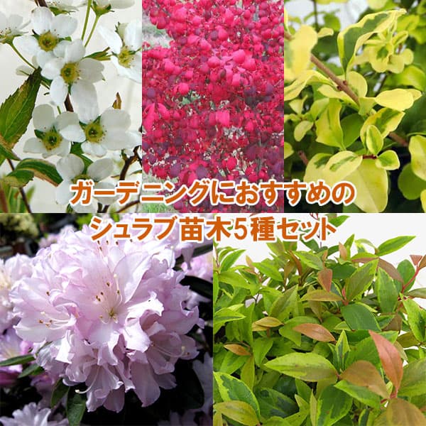 ガーデニングにおすすめのシュラブ苗木5種セット