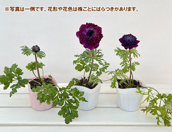 アネモネ：ファネモス　ダブルルージュ3.5号ポット