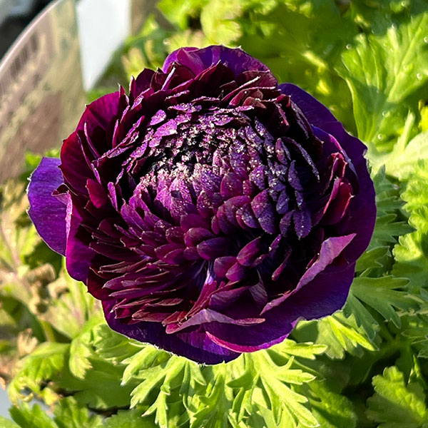 アネモネ：ファネモス　ダブルルージュ3.5号ポット