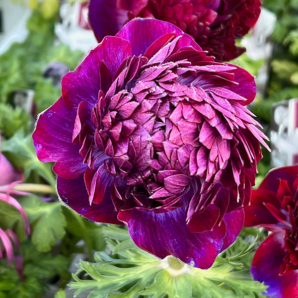 アネモネ：ファネモス　ダブルルージュ3.5号ポット