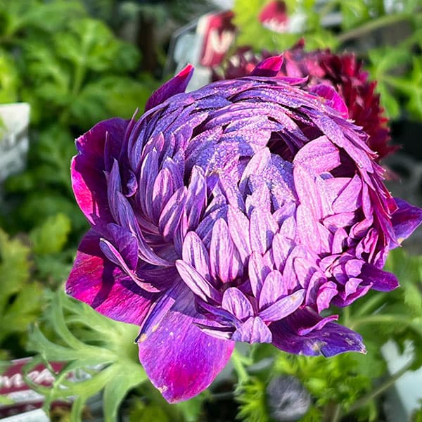 アネモネ：ファネモス　ダブルルージュ3.5号ポット