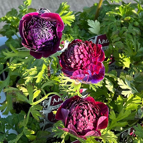 アネモネ：ファネモス　ダブルルージュ3.5号ポット