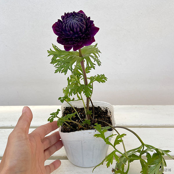 アネモネ：ファネモス　ダブルルージュ3.5号ポット
