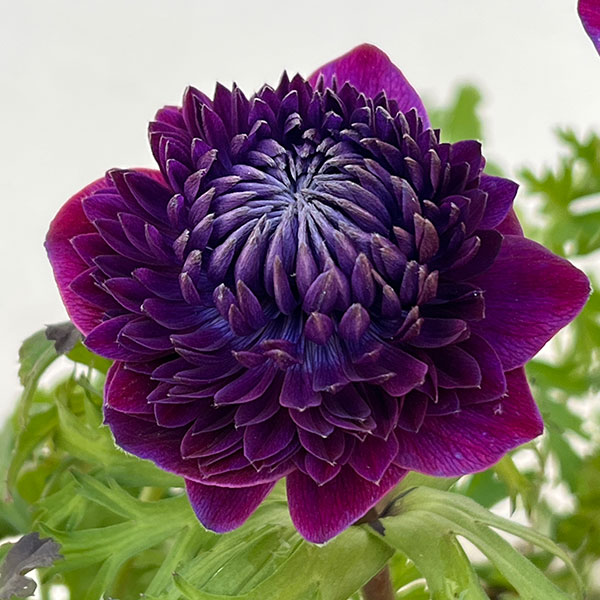 アネモネ：ファネモス　ダブルルージュ3.5号ポット