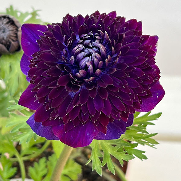 アネモネ：ファネモス　ダブルルージュ3.5号ポット