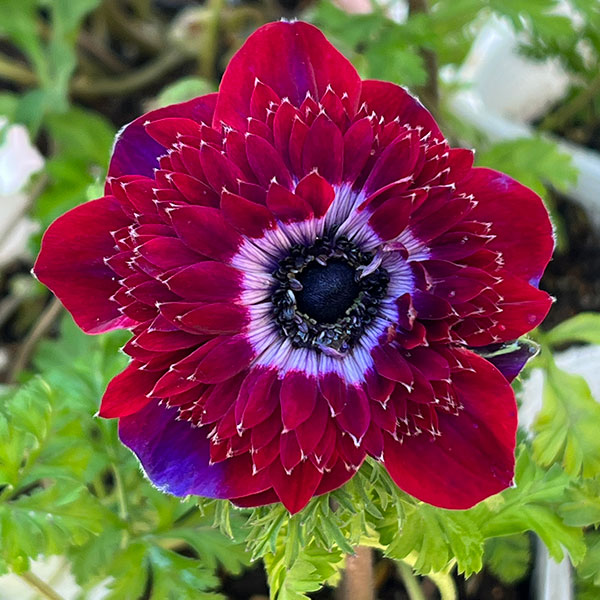 アネモネ：ファネモス　ダブルルージュ3.5号ポット