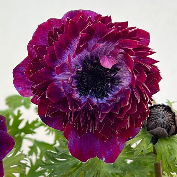 アネモネ：ファネモス　ダブルルージュ3.5号ポット