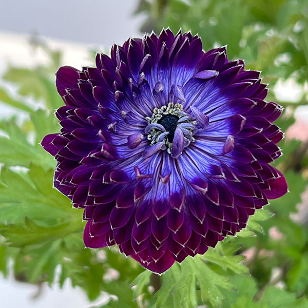 アネモネ：ファネモス　ダブルルージュ3.5号ポット