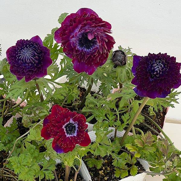 アネモネ：ファネモス　ダブルルージュ3.5号ポット