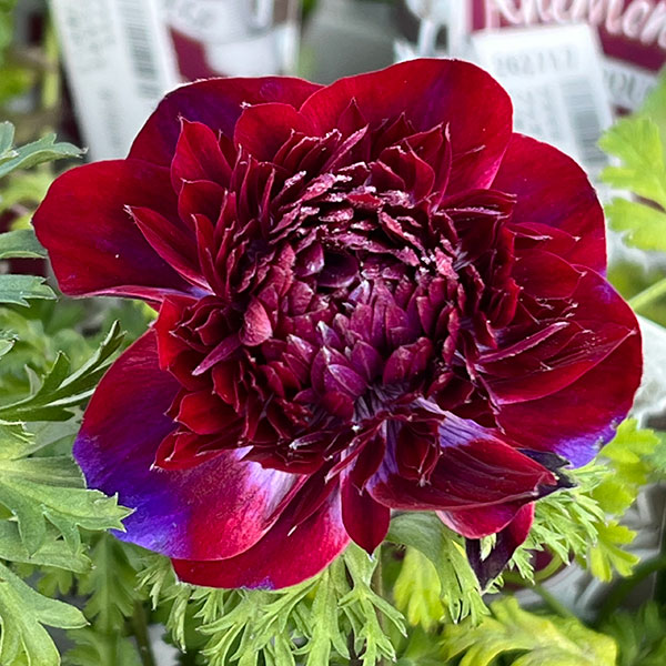 アネモネ：ファネモス　ダブルルージュ3.5号ポット