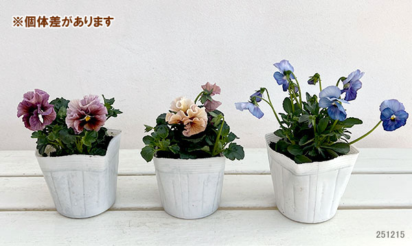 うえたコレクションパンジービオラ：ビンテージセット3.5号ポット 3株セット