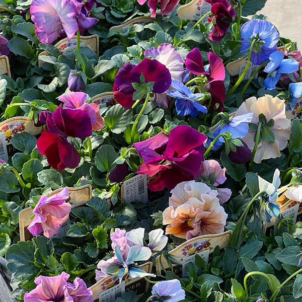 うえたコレクションパンジービオラ：ビンテージセット3.5号ポット 3株セット