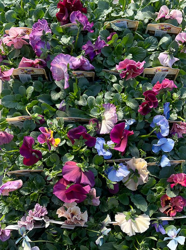 うえたコレクションパンジービオラ：ビンテージセット3.5号ポット 3株セット