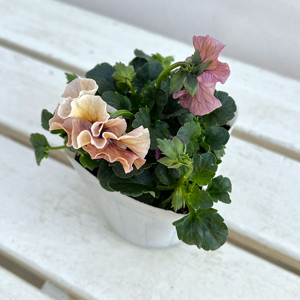 うえたコレクションパンジービオラ：ビンテージセット3.5号ポット 3株セット