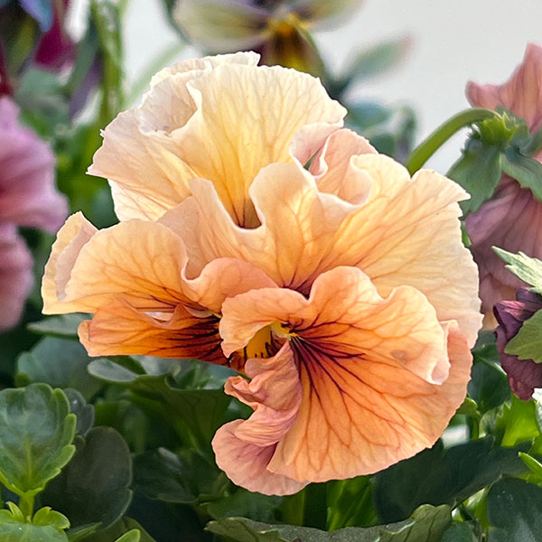 うえたコレクションパンジービオラ：ビンテージセット3.5号ポット 3株セット