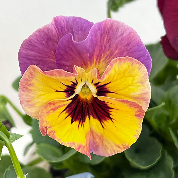 うえたコレクションパンジービオラ：ビンテージセット3.5号ポット 3株セット