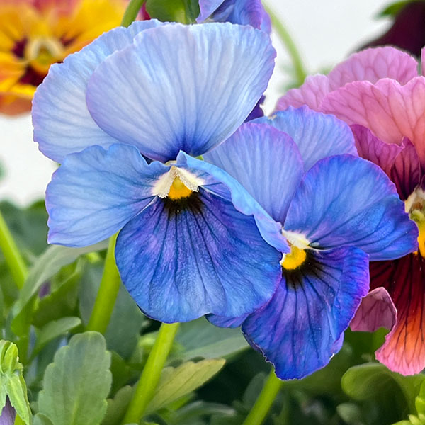 うえたコレクションパンジービオラ：ビンテージセット3.5号ポット 3株セット