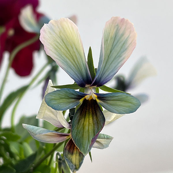 うえたコレクションパンジービオラ：ビンテージセット3.5号ポット 3株セット