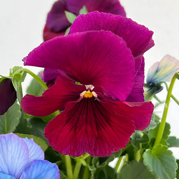 うえたコレクションパンジービオラ：ビンテージセット3.5号ポット 3株セット