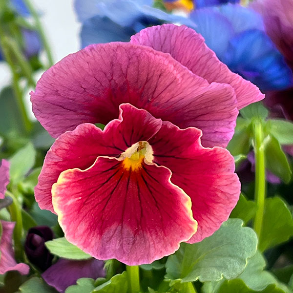 うえたコレクションパンジービオラ：ビンテージセット3.5号ポット 3株セット